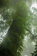 Ecological systems of wetland, swamp and primeval forests with fern moss and orchids