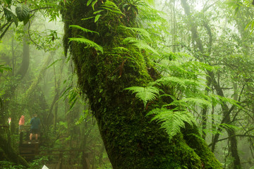 Ecological systems of wetland, swamp and primeval forests with fern moss and orchids