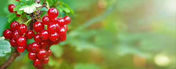 Red currant. A bunch of red currants in the shape of a heart on a currant Bush. Summer harvest background. Valentine's day. Banner.