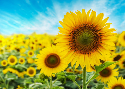 Sunflower with blue sky background© sumroeng