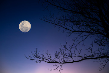 Silhouette of tree branches on twilight sky background with moon