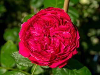 Close up Red eden.Climbing Rose flower.