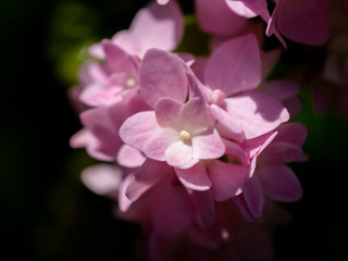Close up soft pink hydrangea flower with dark background.