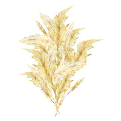 Watercolor pampas graas bouquet. Wild floral for design boho and modern style . Panicle Cortaderia selloana South America, feathery flower head plumes for wedding invintation ans baby shower.