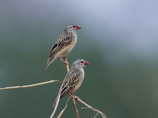 Red-billed quelea (Quelea quelea)