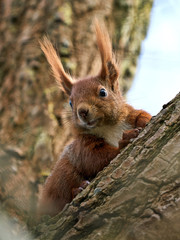 Eurasian red squirrel (Sciurus vulgaris) in its habitat