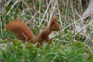 Naklejka na ściany i meble Eurasian red squirrel (Sciurus vulgaris) in its habitat