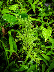 green fern leaves