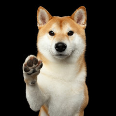 Portrait of Friendly Shiba inu Dog, Give Paw on Isolated Black Background
