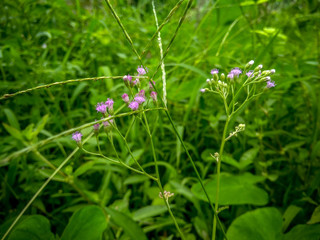 wild flowers in the grass