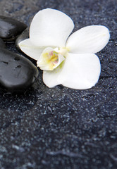 Fototapeta na wymiar Single white orchid and black stones close up.