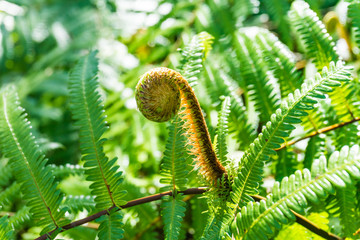 Japanese flowering fern in spring light