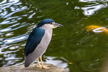 Black-crowned night heron by the water