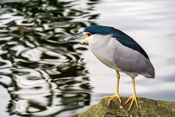 Black-crowned night heron by the water
