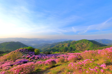 Fototapeta na wymiar 철쭉꽃이 핀 산의 아름다운 풍경