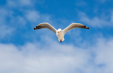 Seagull in Flight
