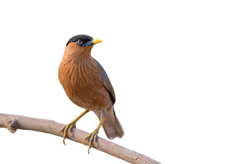 A Brahminy Starling bird on branch on white background.