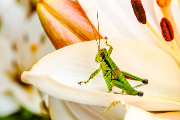 Parapodisma mikado on a lily petal