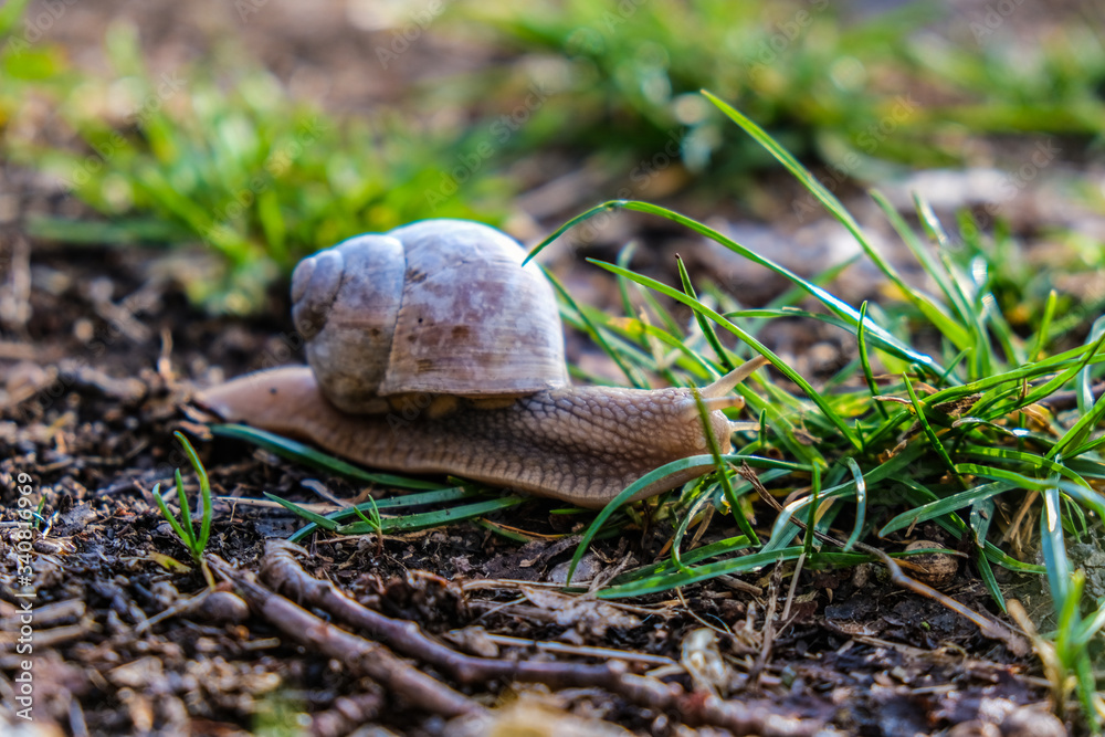 Wall mural snail on the grass