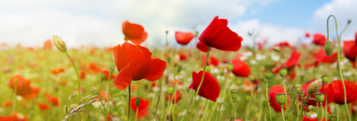 Poppies field in rays sun.