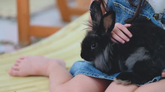 Little girl play with black color rabbit and she also carefully touch the rabbit with love.