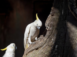 Close up Yellow Crested Cockatoo Perched on Branch Isolated on Background