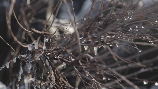 Portrait View Of Birch Branches Covered  With Ice .-  close up shot