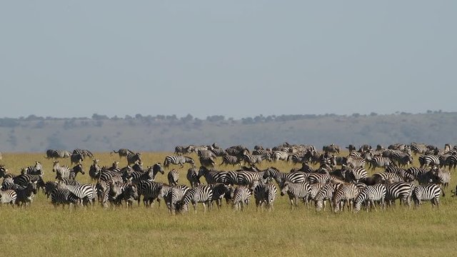 Huge herd of zebras in the grasslands of the Maasai Mara Reserve in Kenya during the great migration.