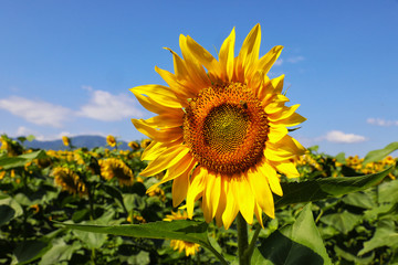 Beautiful sunflowers in a sunny day