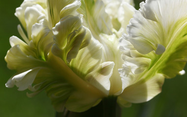 Beautiful closeup of the outside of a tulip Flower in the perennial Cottage garden showing the light playing with the White and green frilly petals.