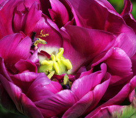 Beautiful closeup of the inside of a tulip Flower in the perennial Cottage garden showing colorful petals, Stigma and pollen.