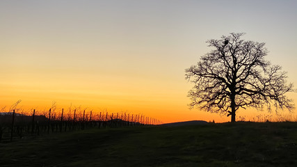 A low glow of orange in a sunset sky silhouettes an oak tree bare of leaves, and bare vines in a vineyard row.