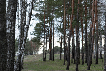 Pine forest