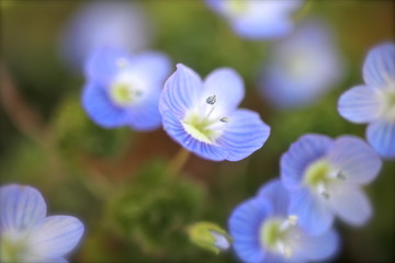 オオイヌノフグリ