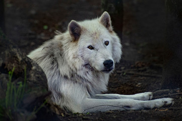 Arctic wolf in nature © cynoclub