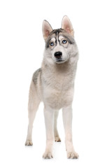 gray siberian husky