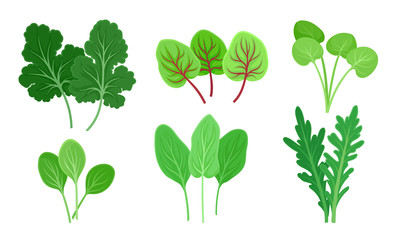 Green Leafy Vegetables with Sorrel and Arugula Leaves Vector Set
