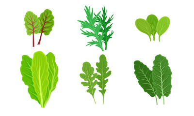 Green Leafy Vegetables with Lettuce and Arugula Leaves Vector Set
