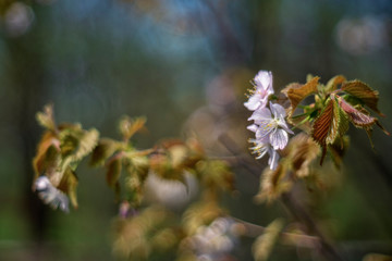 Malus  is a genus of about 30–55 species of small deciduous trees or shrubs in the family Rosaceae.