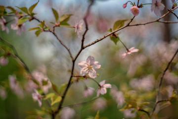 Malus  is a genus of about 30–55 species of small deciduous trees or shrubs in the family Rosaceae.
