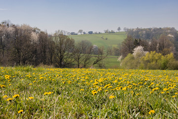 Meadow with carpet of yellow dandelions. Blue clear sky.