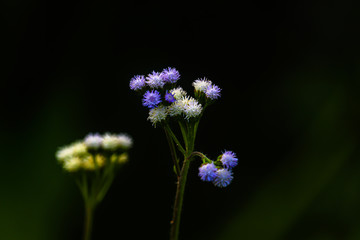 Wild Purple flower in the field.