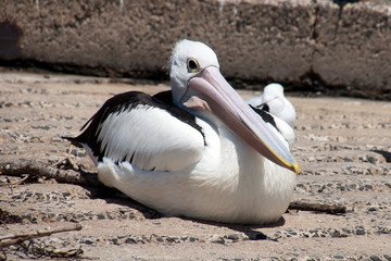 Mossy Point Australia, pelican sitting in middle o concrete boat ramp