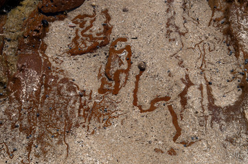 Mossy Point Australia, sea snail trails in shallow water 
