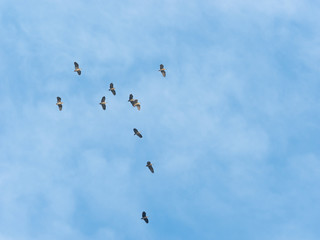 flock of 10 gray herons flying in the blue sky