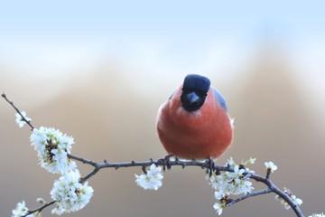 male bullfinch sitting on the blooming twig. Spring in the nature. Wildlife scene in the spring nature