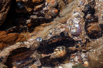 Mossy Point Australia, aquatic life in the rock pools
