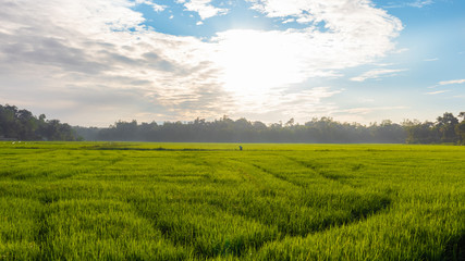Fototapeta na wymiar beautiful morning in Kokmaduwa paddy field photograph