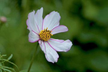Delicate Pink White Cosmea Flower