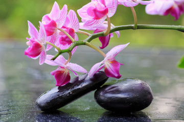 Obraz na płótnie Canvas Pink orchids and black stones .Wellness background.